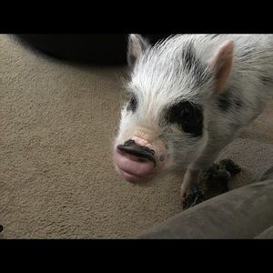 Meet your Posher, Kiley